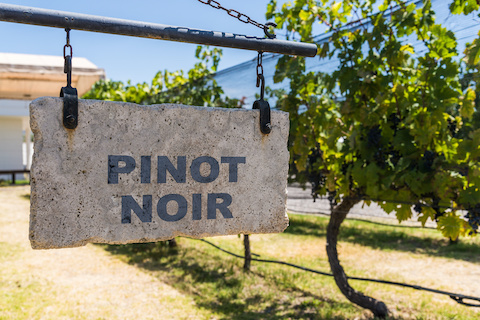 pinot noir 1